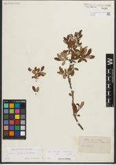 Foto von Salix helvetica Vill. x Salix waldsteiniana Willd.